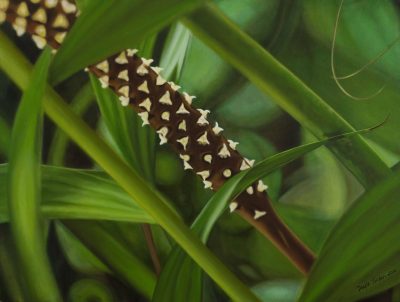 Brown Spiral - Dayle Jordan