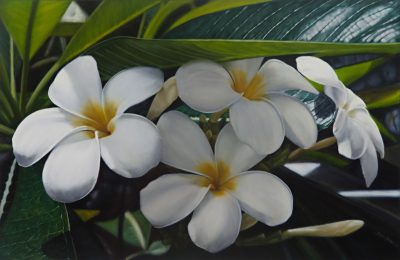 Frangipani - Dayle Jordan