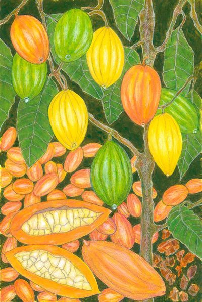Tropical Fruit and Nuts Series - 'Cacao'